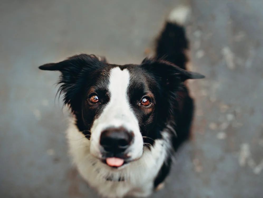 Border Collie