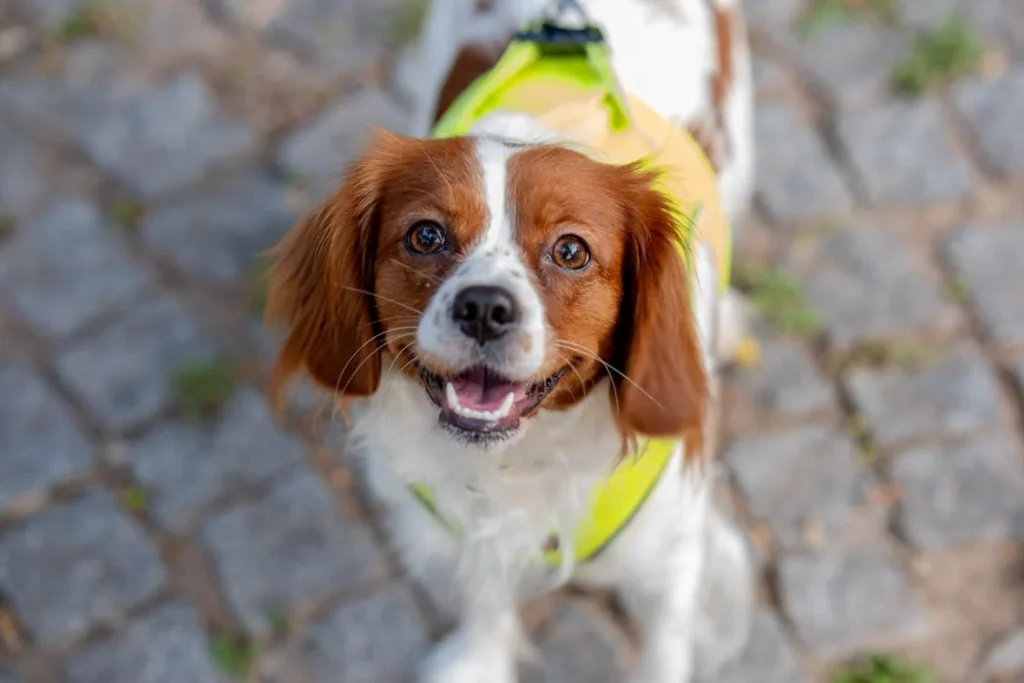 Cavalier King Charles Spaniel