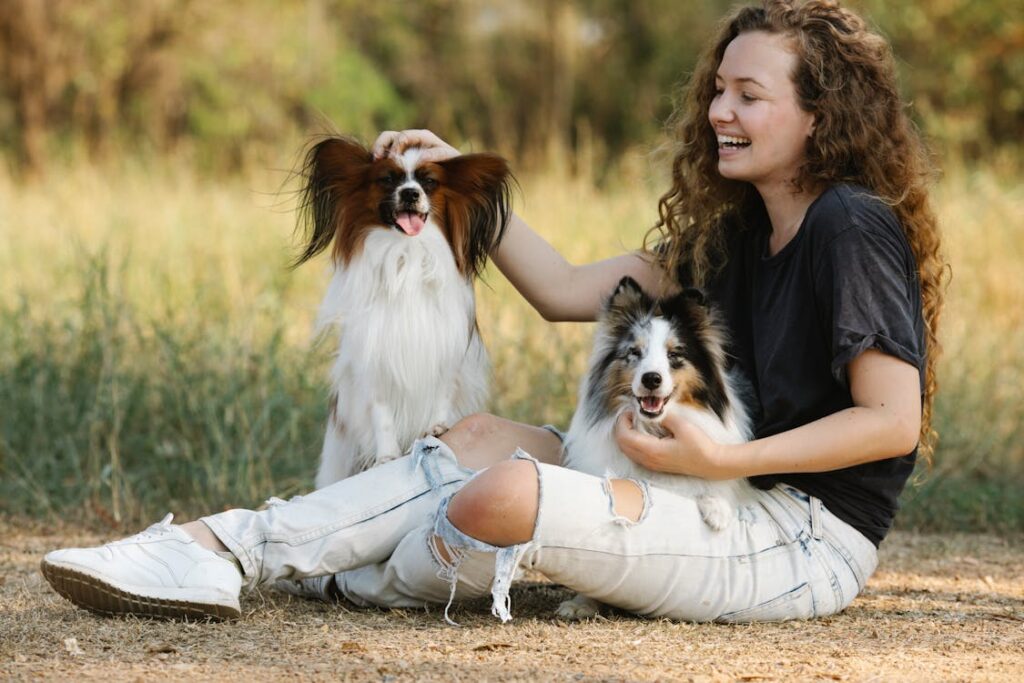 Shetland Sheepdog