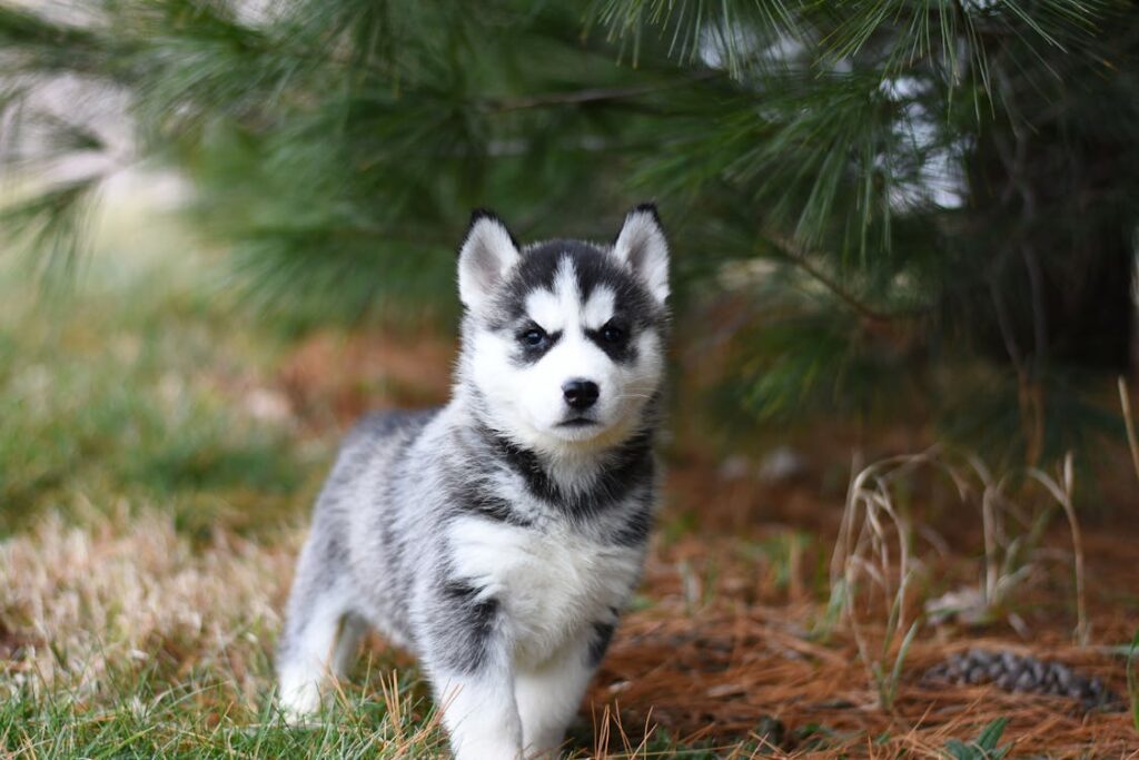 Siberian Husky